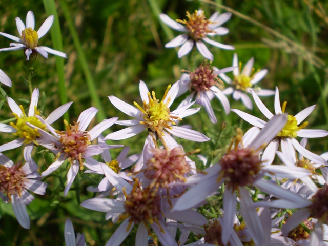 Galatella sedifolia / Astro scabro